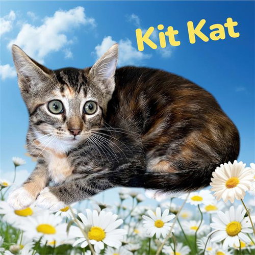 *KIT KAT