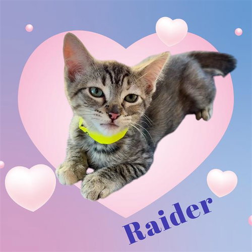 *RAIDER