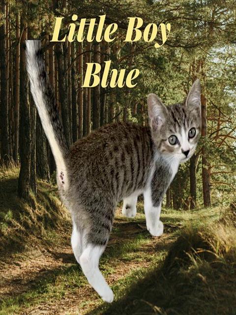 *LITTLE BOY BLUE