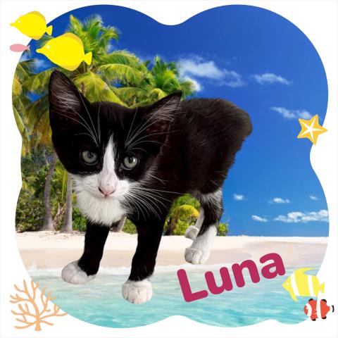 *LUNA, Baby Domestic Short Hair / Mixed (medium coat), cat for adoption in Hanford, California