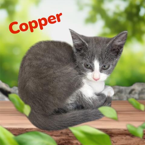 *COPPER, Baby Domestic Short Hair / Mixed (medium coat), cat for adoption in Hanford, California