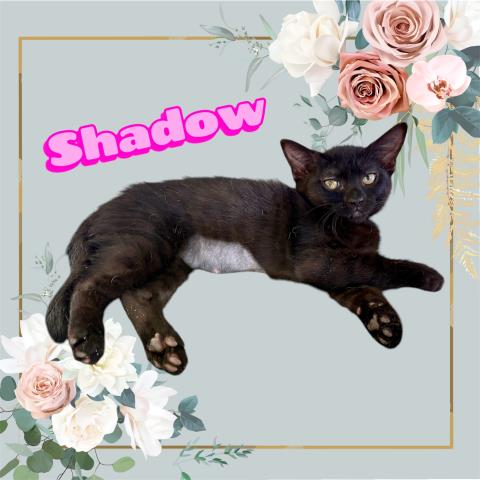 *SHADOW, Baby Domestic Short Hair / Mixed (medium coat), cat for adoption in Hanford, California