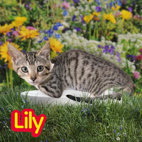 *LILY, an adoptable Domestic Short Hair in Visalia, CA