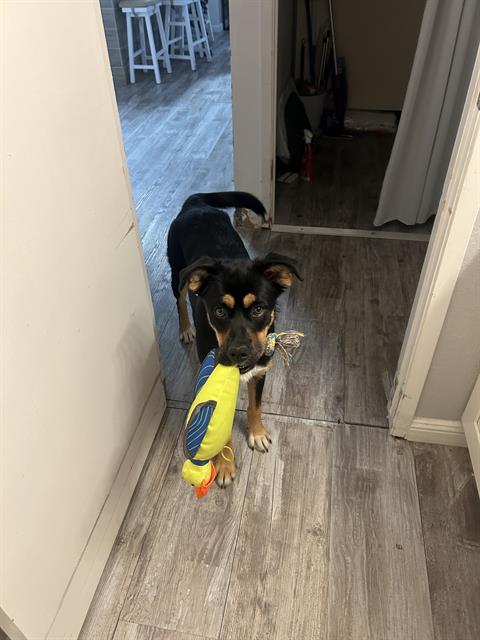BONNIE, an adoptable German Shepherd Dog in Visalia, CA
