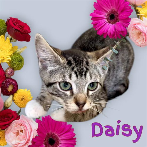 *DAISY, an adoptable Domestic Short Hair in Visalia, CA