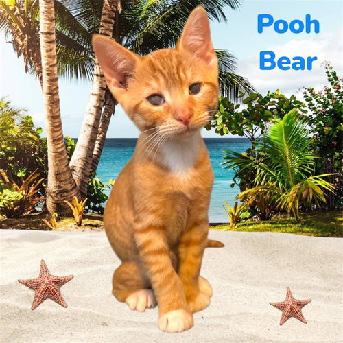 *POOH BEAR, Baby Domestic Short Hair / Mixed (medium coat), cat for adoption in Fresno, California