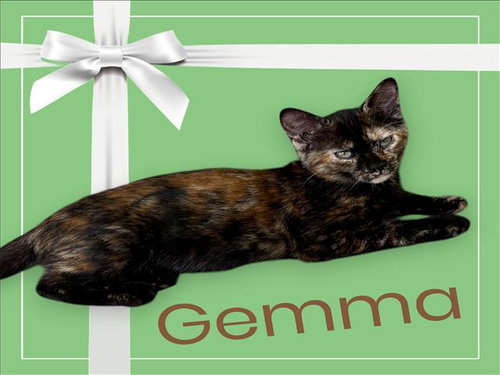 *GEMMA, an adoptable Domestic Short Hair in Visalia, CA