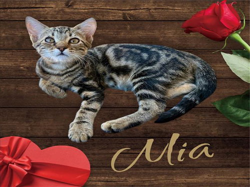 *MIA, an adoptable Domestic Short Hair in Visalia, CA