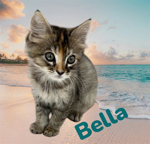 *BELLA, an adoptable Domestic Short Hair in Visalia, CA