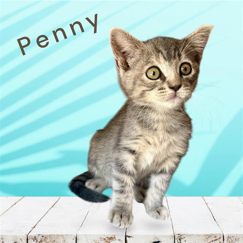 *PENNY, an adoptable Domestic Short Hair in Visalia, CA
