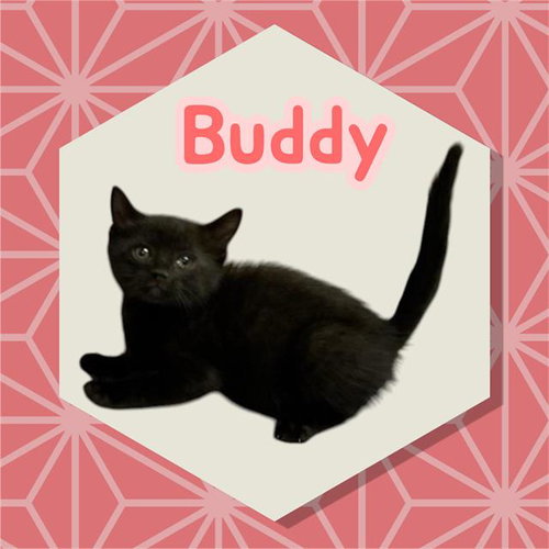 *BUDDY, an adoptable Domestic Short Hair in Visalia, CA