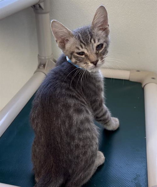 *JOHNNY, an adoptable Domestic Short Hair in Visalia, CA