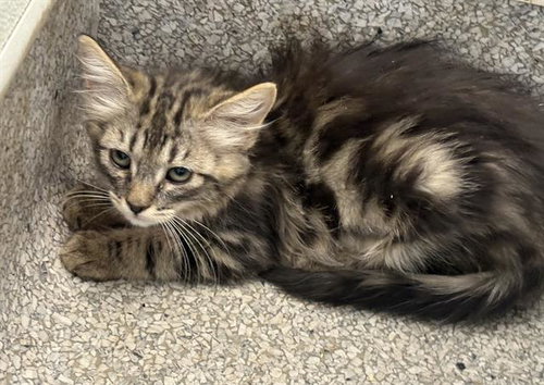 *JULIE, an adoptable Domestic Medium Hair in Visalia, CA