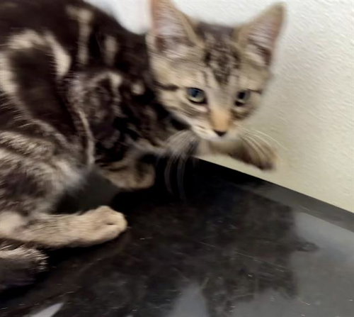*JASPER, an adoptable Domestic Short Hair in Visalia, CA