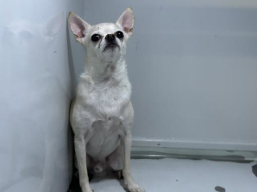 MILDRED, an adoptable Chihuahua in Visalia, CA