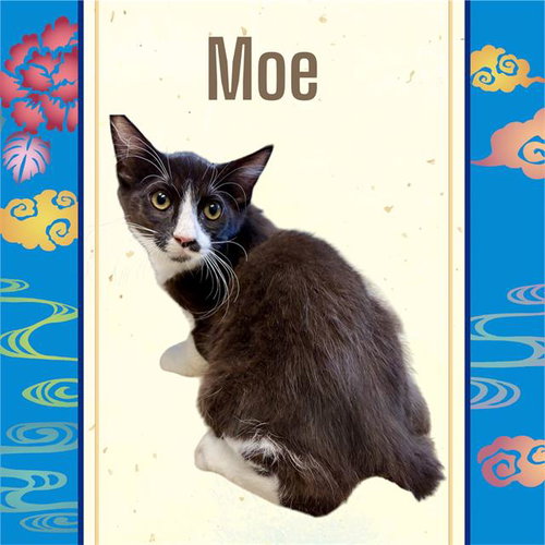 *Moe