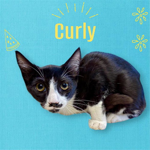 *Curly