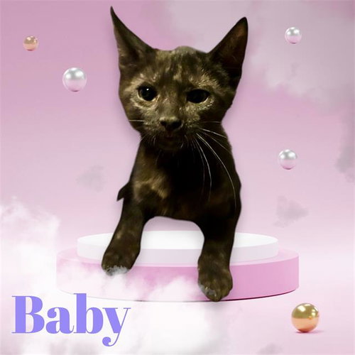 *Baby