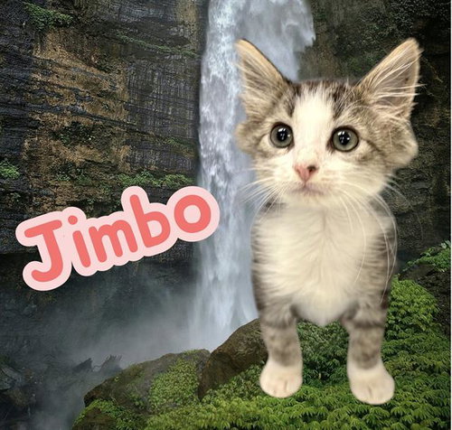 *Jimbo