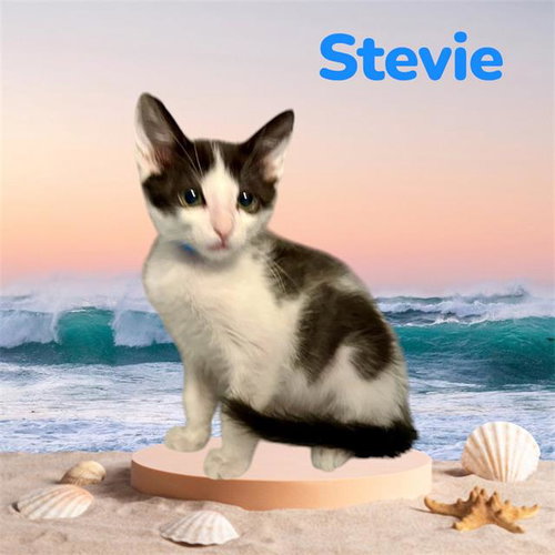 *Stevie