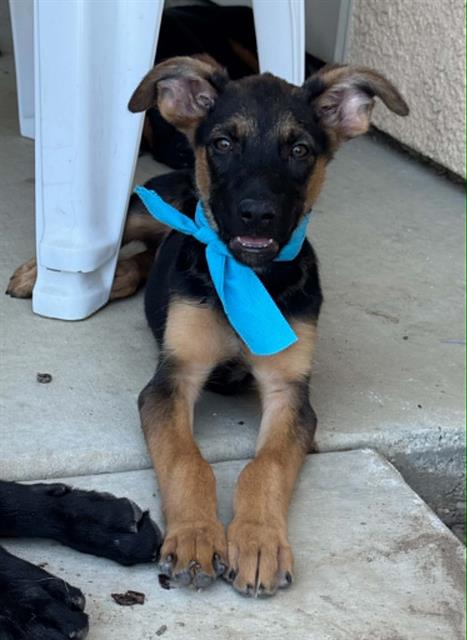 picture of the dog needing adoption