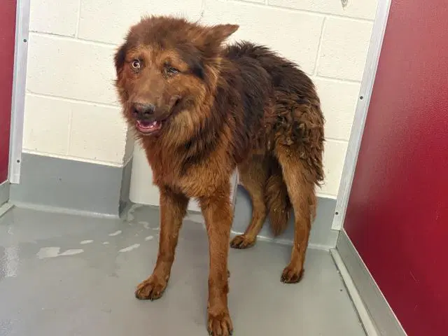 Unknown - Chow Chow