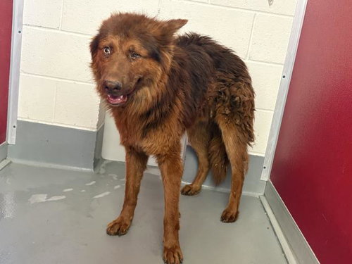 picture of the dog needing adoption