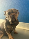 A255430 — Visalia, CA Adoption