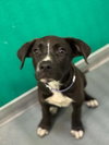 A255450 — Visalia, CA Adoption
