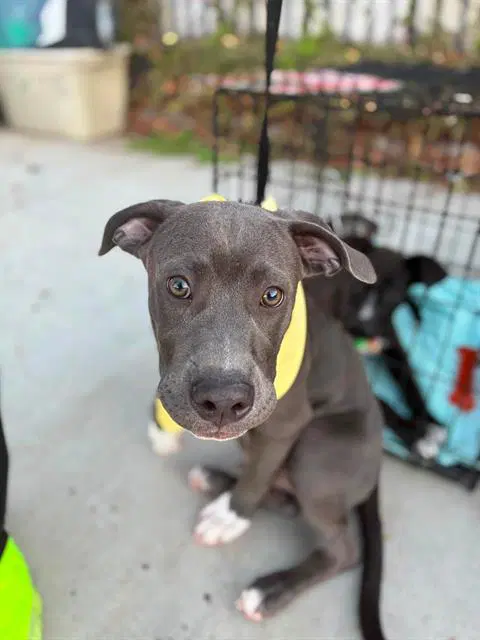 Trooper - Pit Bull Terrier