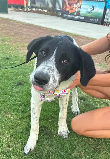 Unknown - Border Collie