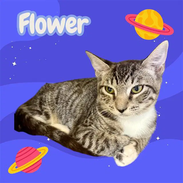Flower - Domestic Short Hair