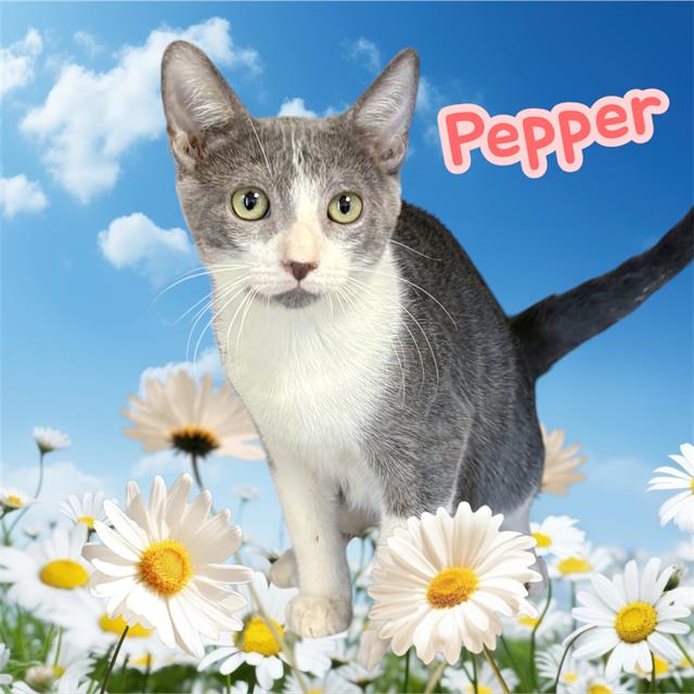 Pepper