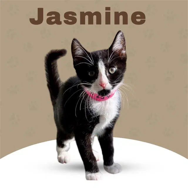 Jasmine - Domestic Short Hair