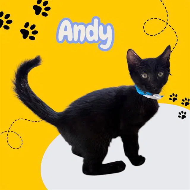 Andy - Domestic Short Hair