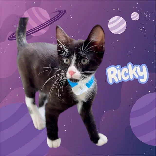 Ricky - Domestic Short Hair