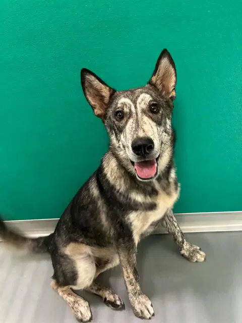 Greys - Siberian Husky