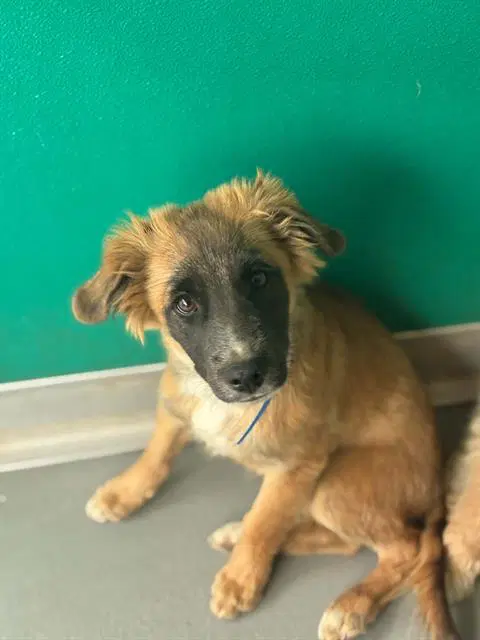 Unknown - German Shepherd Dog