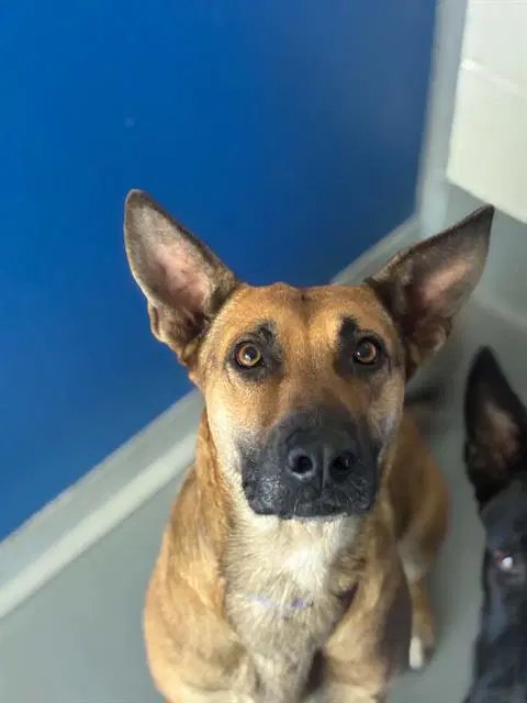 Unknown - German Shepherd Dog