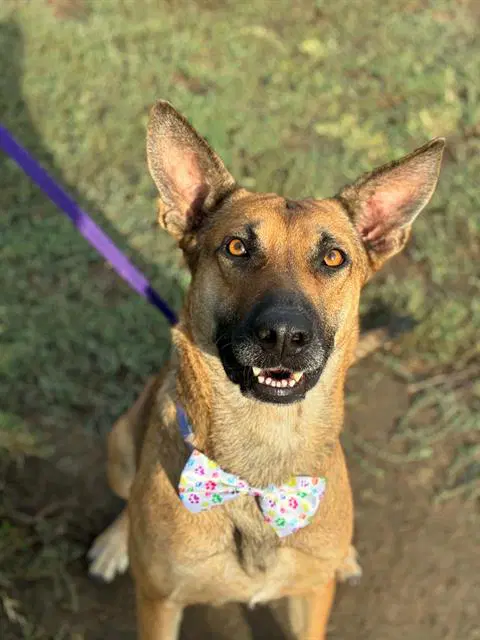Unknown - German Shepherd Dog