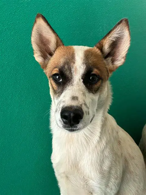 Unknown - Queensland Heeler