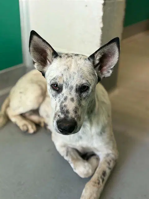 Unknown - Queensland Heeler