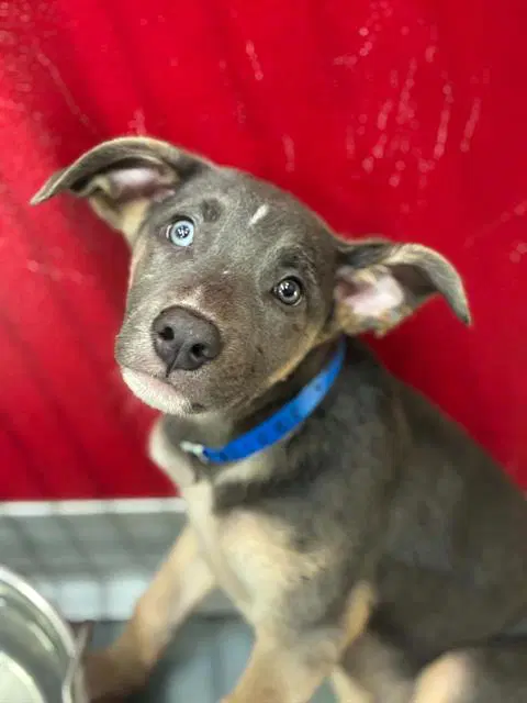 Unknown - Pit Bull Terrier