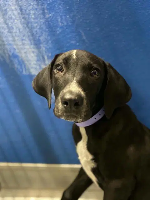 Unknown - Pit Bull Terrier