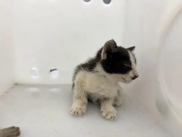 Unknown - Domestic Short Hair