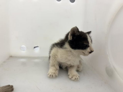 picture of the cat needing adoption