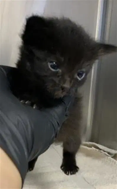 Unknown - Domestic Short Hair