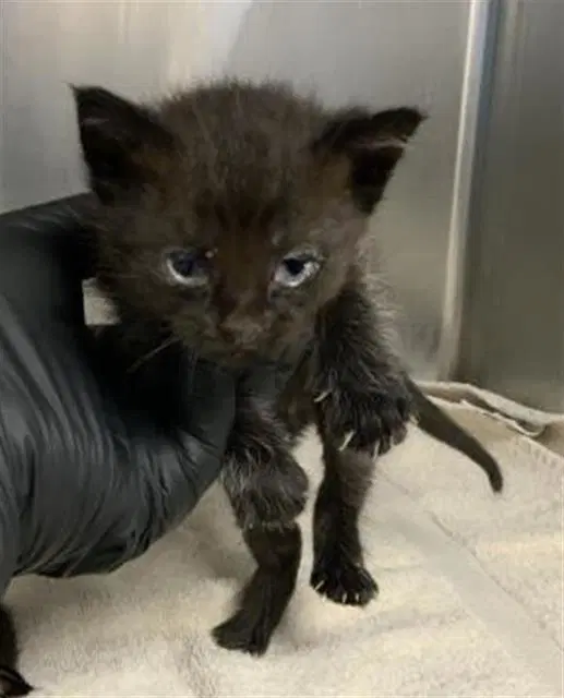 Unknown - Domestic Short Hair