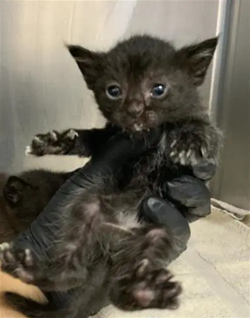 Unknown - Domestic Short Hair