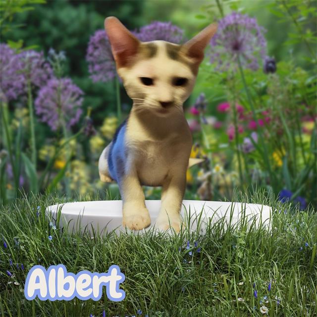Albert